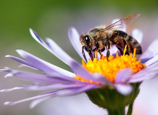 Listening Exercise: A Garden for the Bees