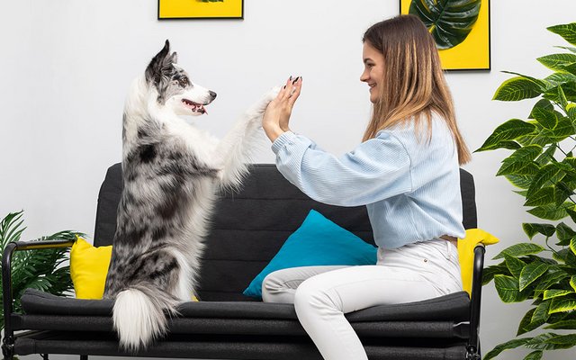 Sophie and her Border Collie