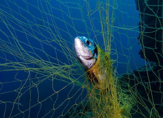 Jagd auf Geisternetze