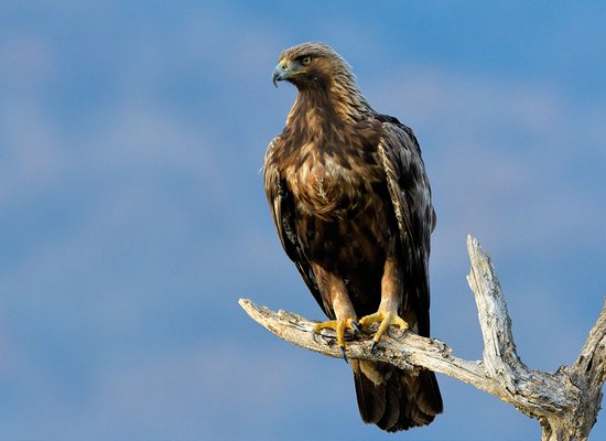 Die größten Greifvögel Österreichs