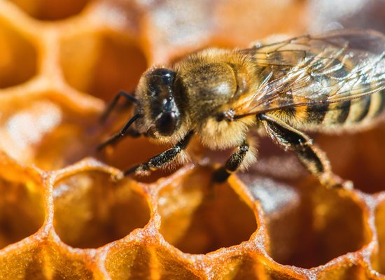 Do you know everything about bees?