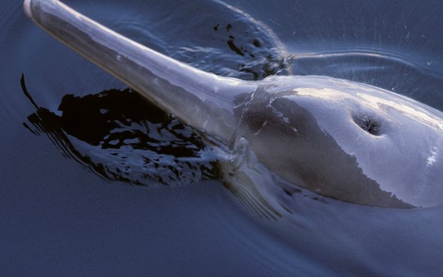 Der Chinesische Flussdelfin ist vor ein paar Jahren ausgestorben.