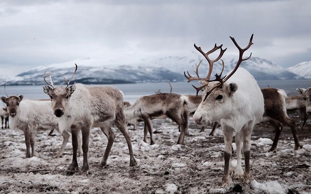 In the Arctic, reindeer are important because they can pull sleds.
