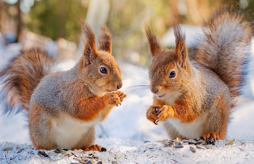 Wintertricks der Tiere
