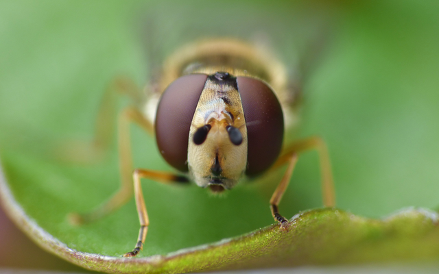 Hallo, kleine Schwebfliege! Das mit deinem angeblichen Stachel nehmen wir dir nicht ganz ab …