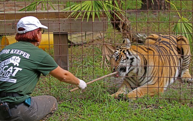 Eine Tierwärterin kümmert sich um einen Tiger im Big Cat Rescue (Großkatzen-Rettung) in Florida. Das ist ein Zufluchtsort für exotische Tiere, die privat und illegal gehalten wurden.