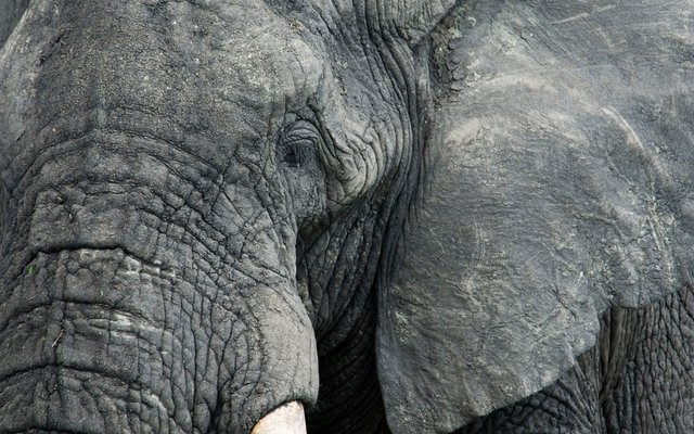 Afrikanische Elefanten gibt es aufgrund der Elfenbein-Wilderei viel weniger als vor ein paar Jahrzehnten.